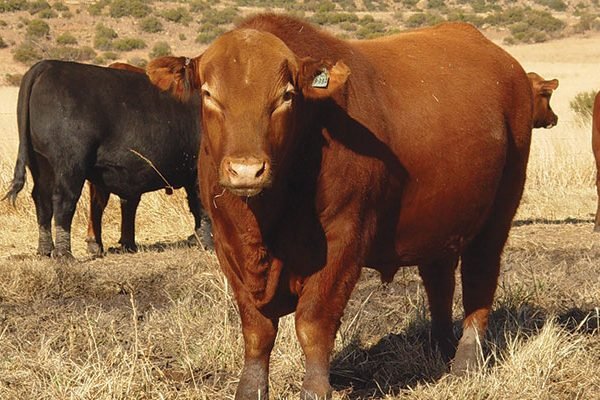 Angus-catttle-breed