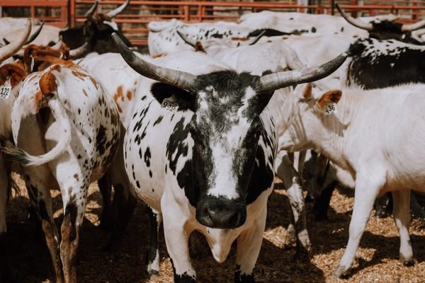 Cattle