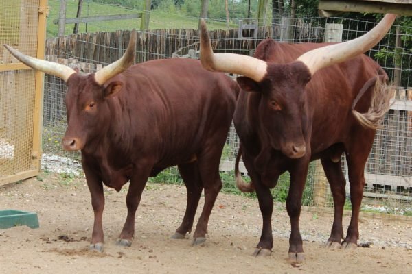 ankole