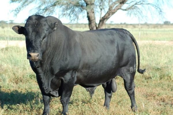 bull_orig
