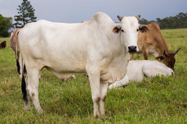 zebu-5